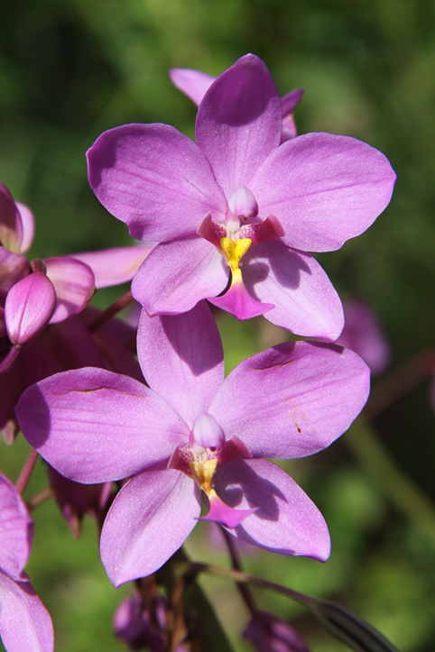 Orchideen auf den Aruinseln