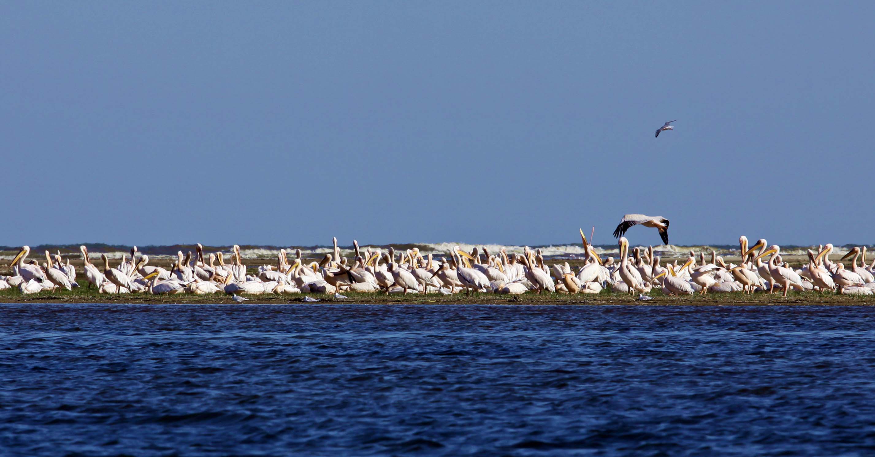 Pelikane im Delta