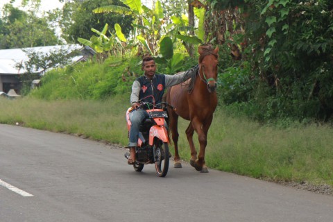Mit dem Moped das Pferd ausführen