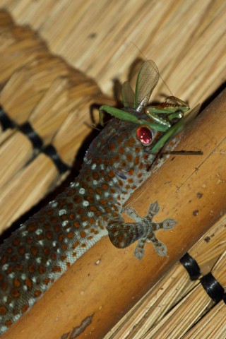 Gecko läßt sich Gottesanbeterin schmecken