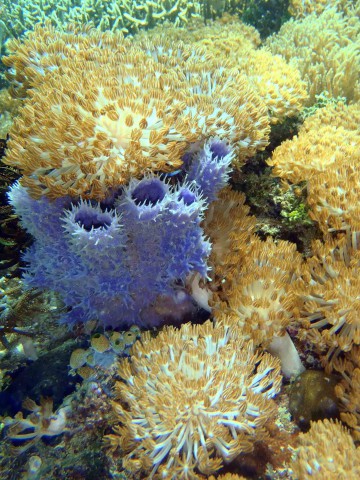 Schöne Korallen