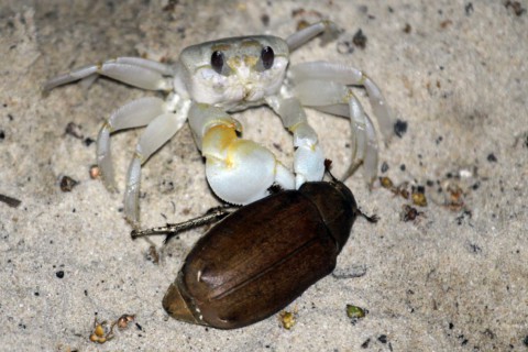 Krabbe hat Appetit auf einen Käfer