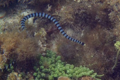 Sea-Snake